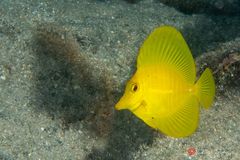 Yellow tang (Zebrasoma flavescens)