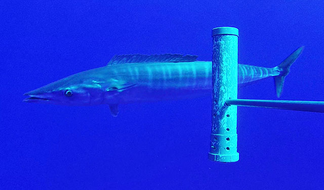 Wahoo (Acanthocybium solandri)
