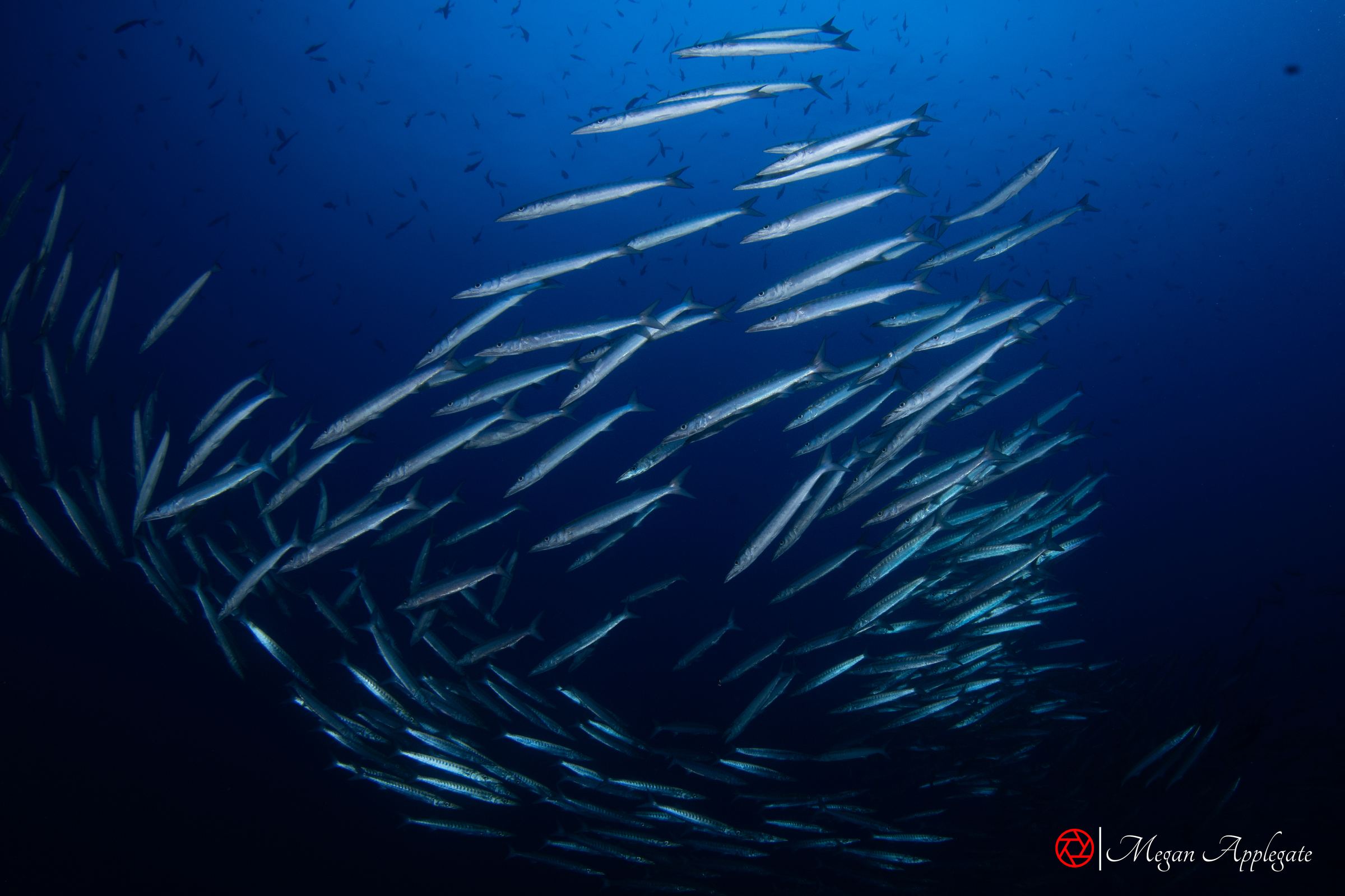 A swirling school of barracuda in deep blue water