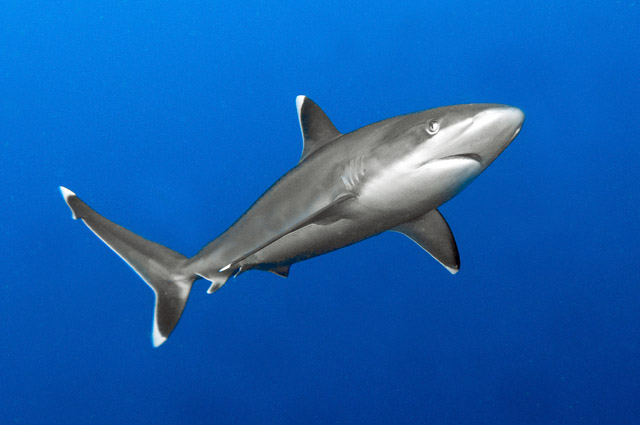 Silvertip shark