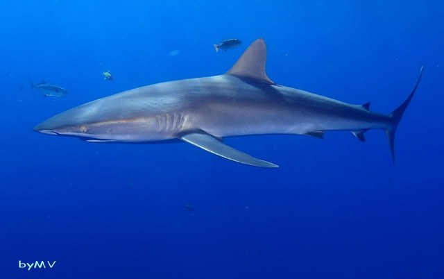 Tiburón sedoso