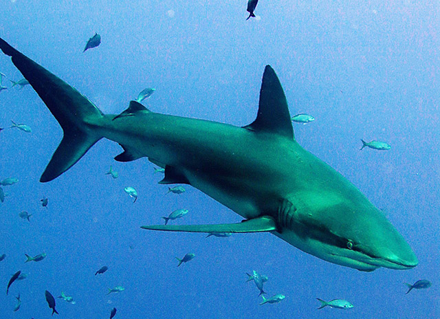 Tiburón de Galápagos