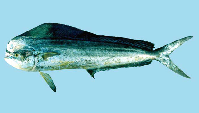 Mahi-mahi / dorado (Coryphaena hippurus)