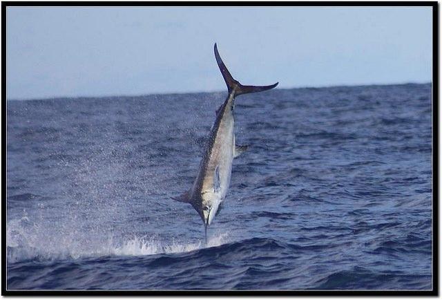 Blue marlin (Makaira nigricans)