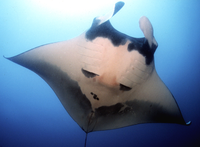 Manta gigante