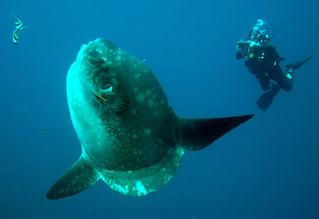 Ocean sunfish (Mola mola)
