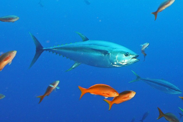 Yellowfin tuna (Thunnus albacares)