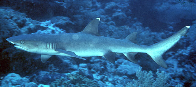 Puntiblanco de arrecife (Triaenodon obesus)