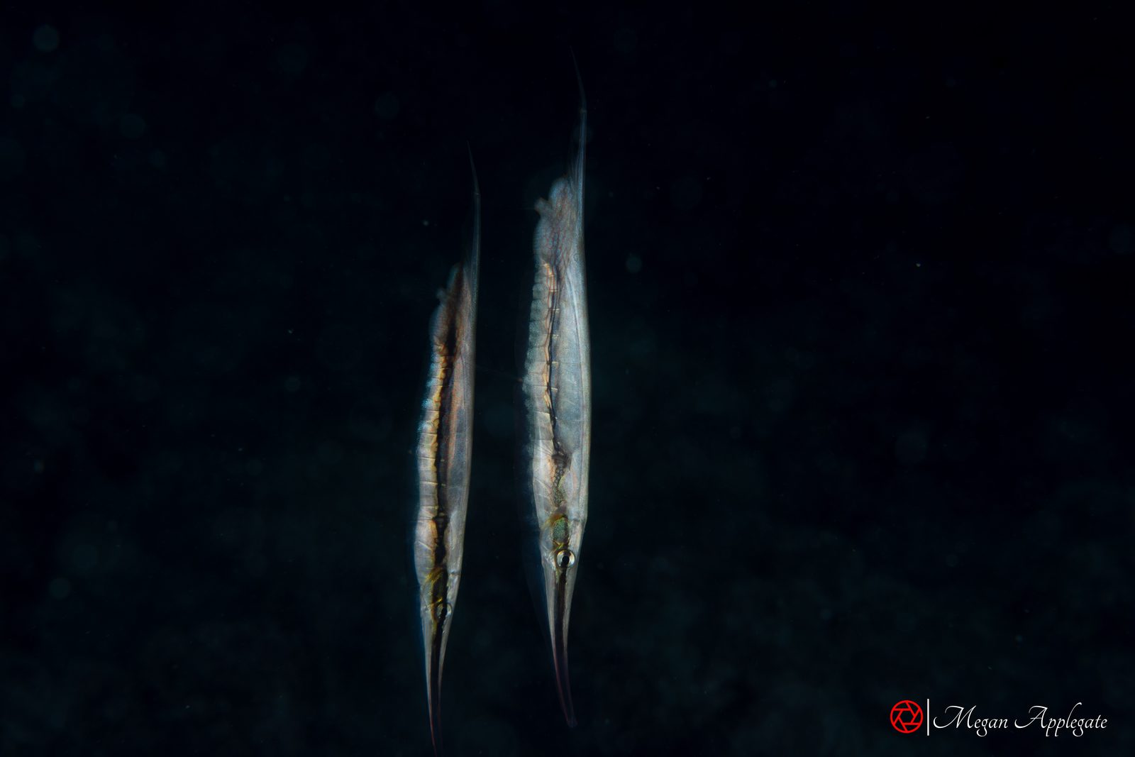 Rigid shrimpfish (razorfish) (Aeoliscus strigatus)
