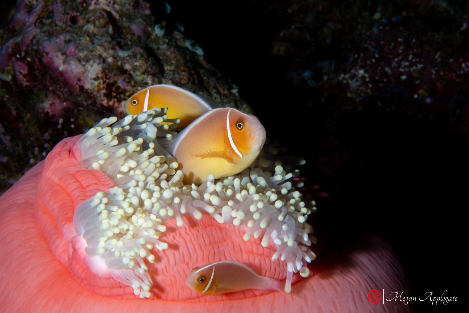 Pink anemonefish (Amphiprion perideraion)