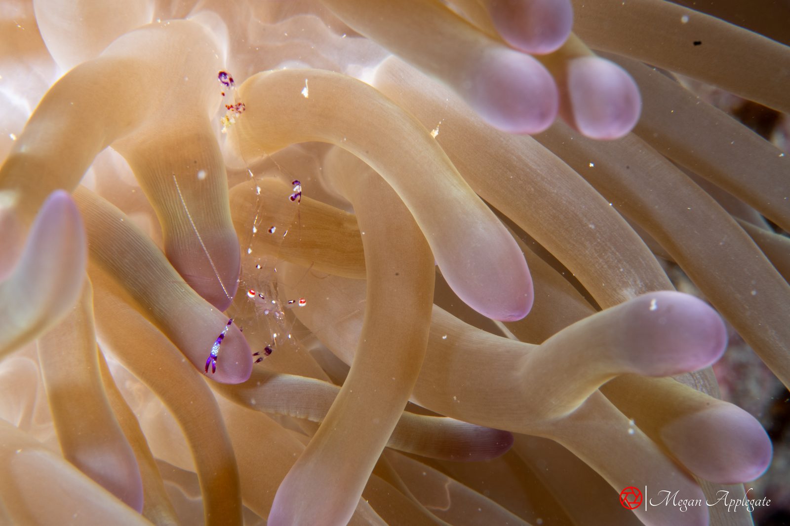 Sarasvati anemone shrimp (Ancylomenes sarasvati)