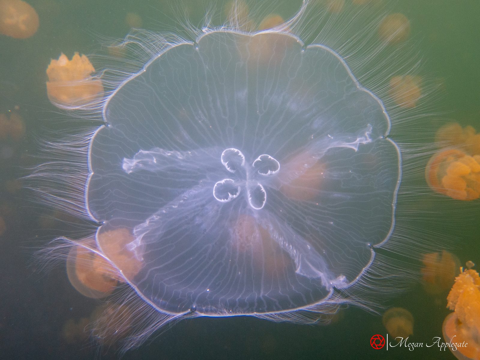 Moon jellyfish among golden jellyfish