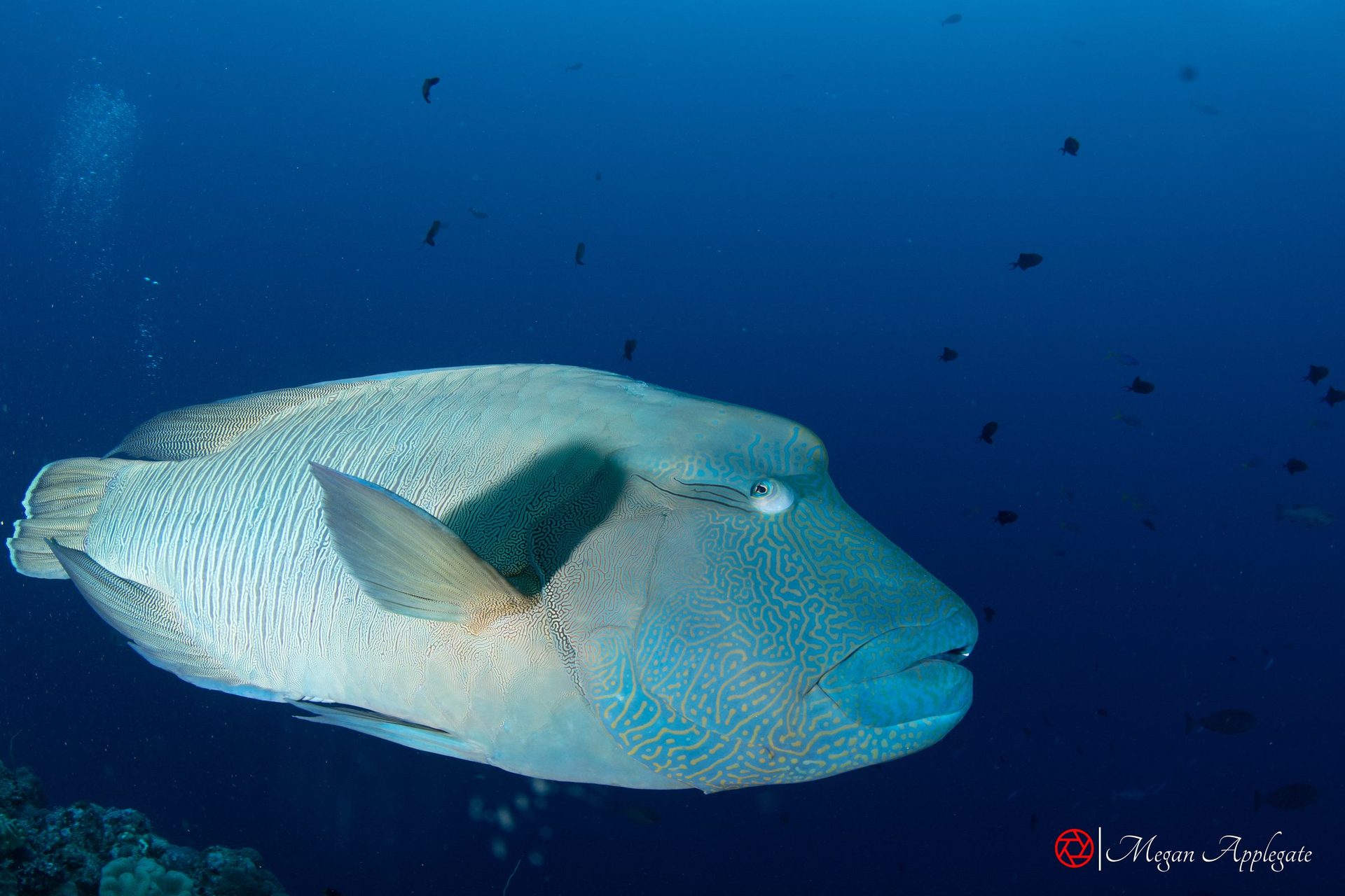 A humphead wrasse in blue water off a Palau reef
