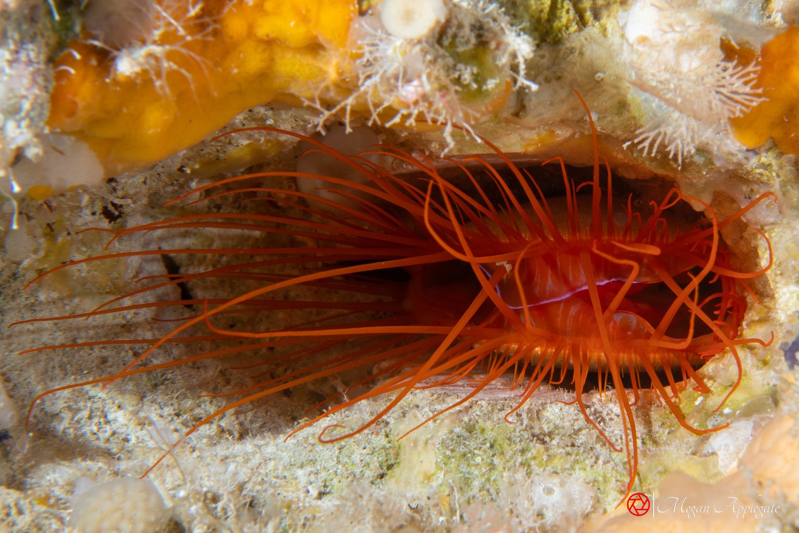 Electric flame scallop (Ctenoides ales)