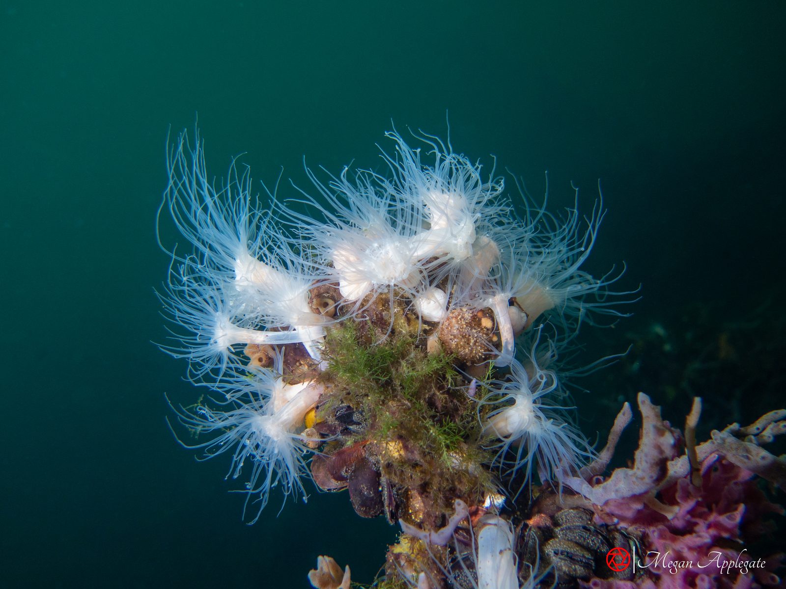 Jellyfish-eating anemone (Entacmaea medusivora)