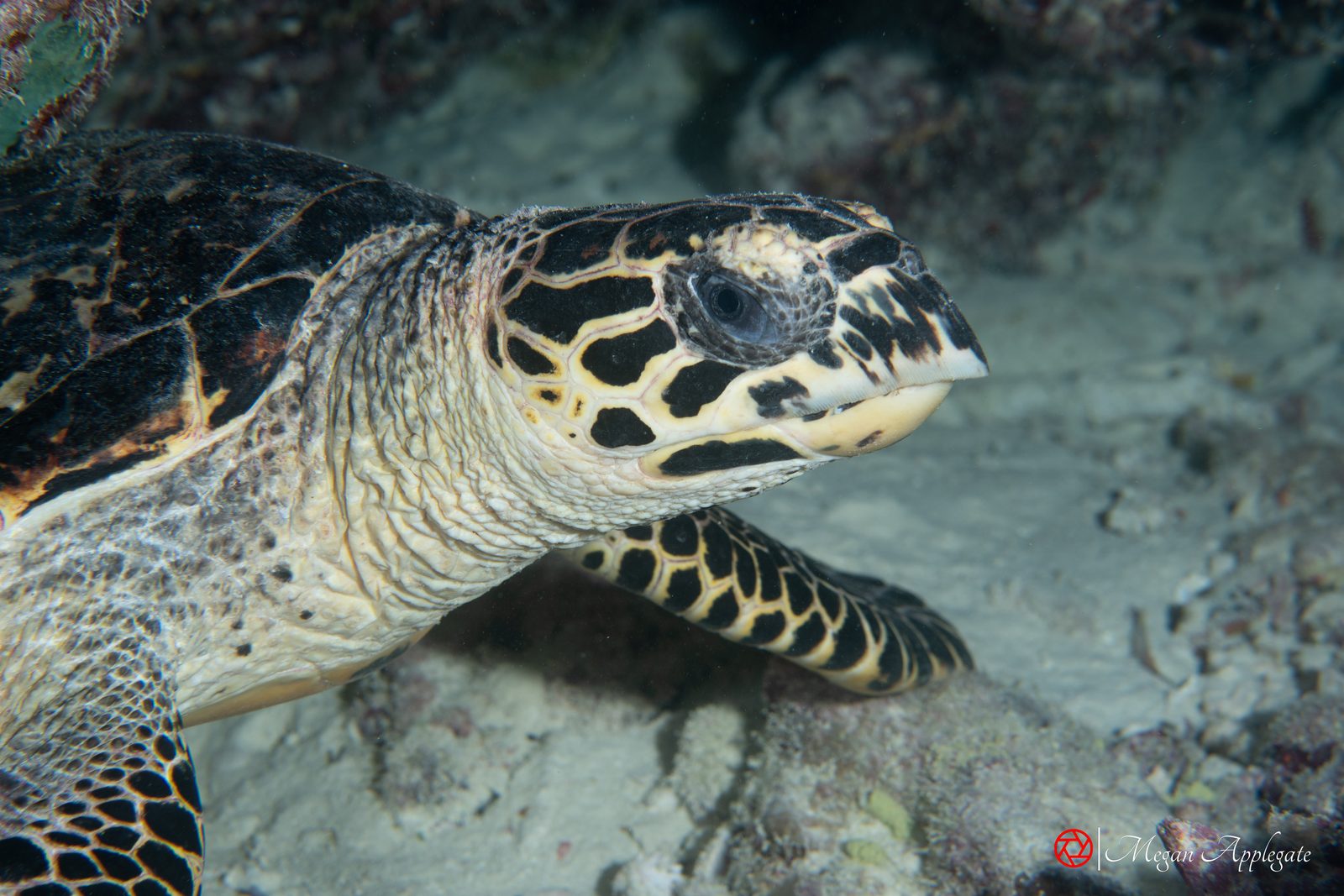 Hawksbill turtle (Eretmochelys imbricata)