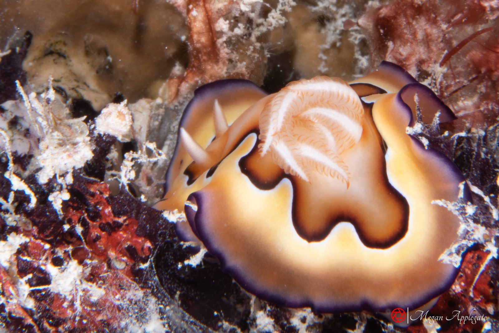 Co’s chromodoris (Goniobranchus coi)
