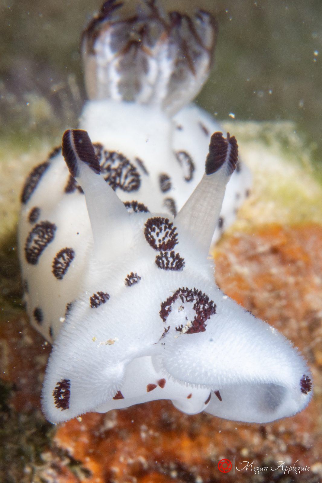 Funeral jorunna (Jorunna funebris)