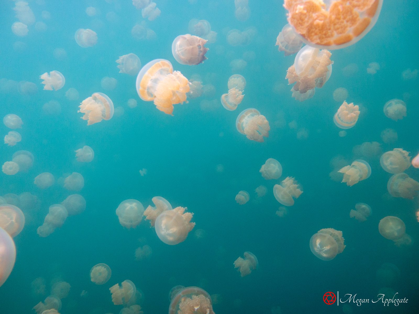 Golden jellyfish