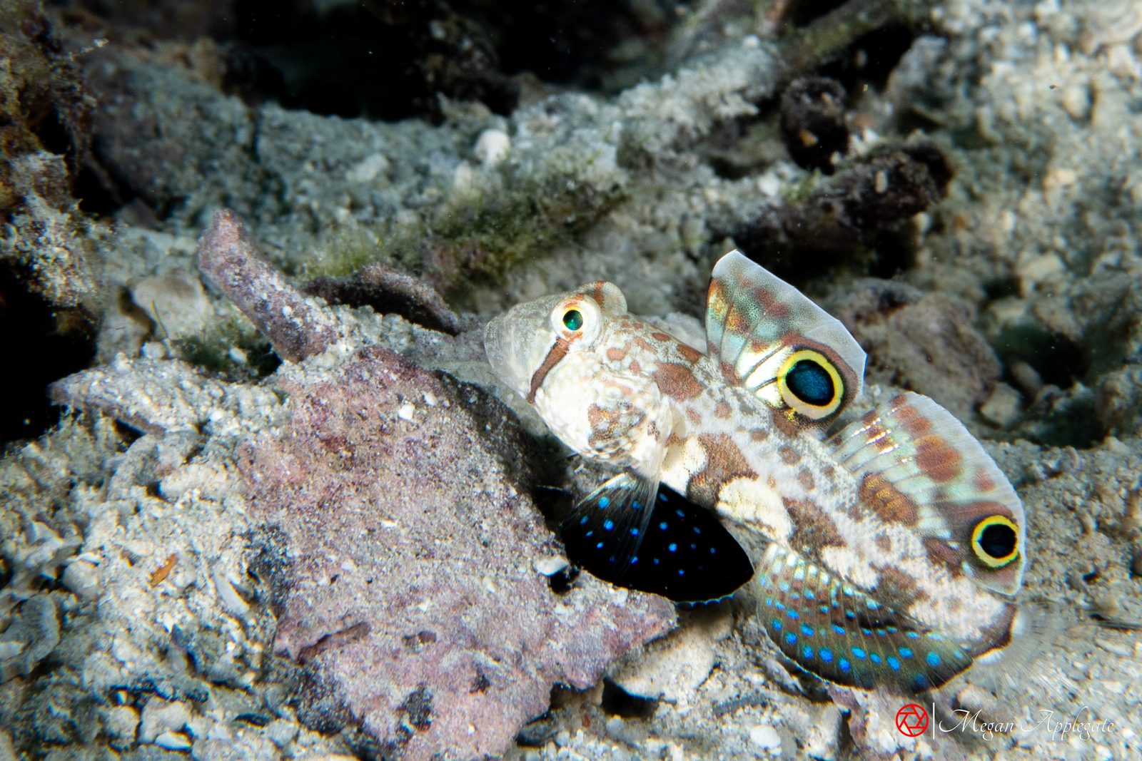 Twinspot goby (crab-eye goby) (Signigobius biocellatus)