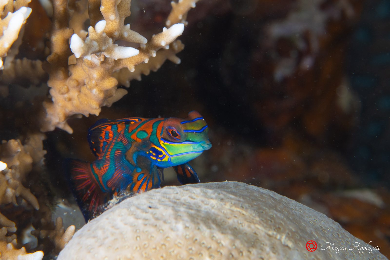 Mandarinfish (Synchiropus splendidus)