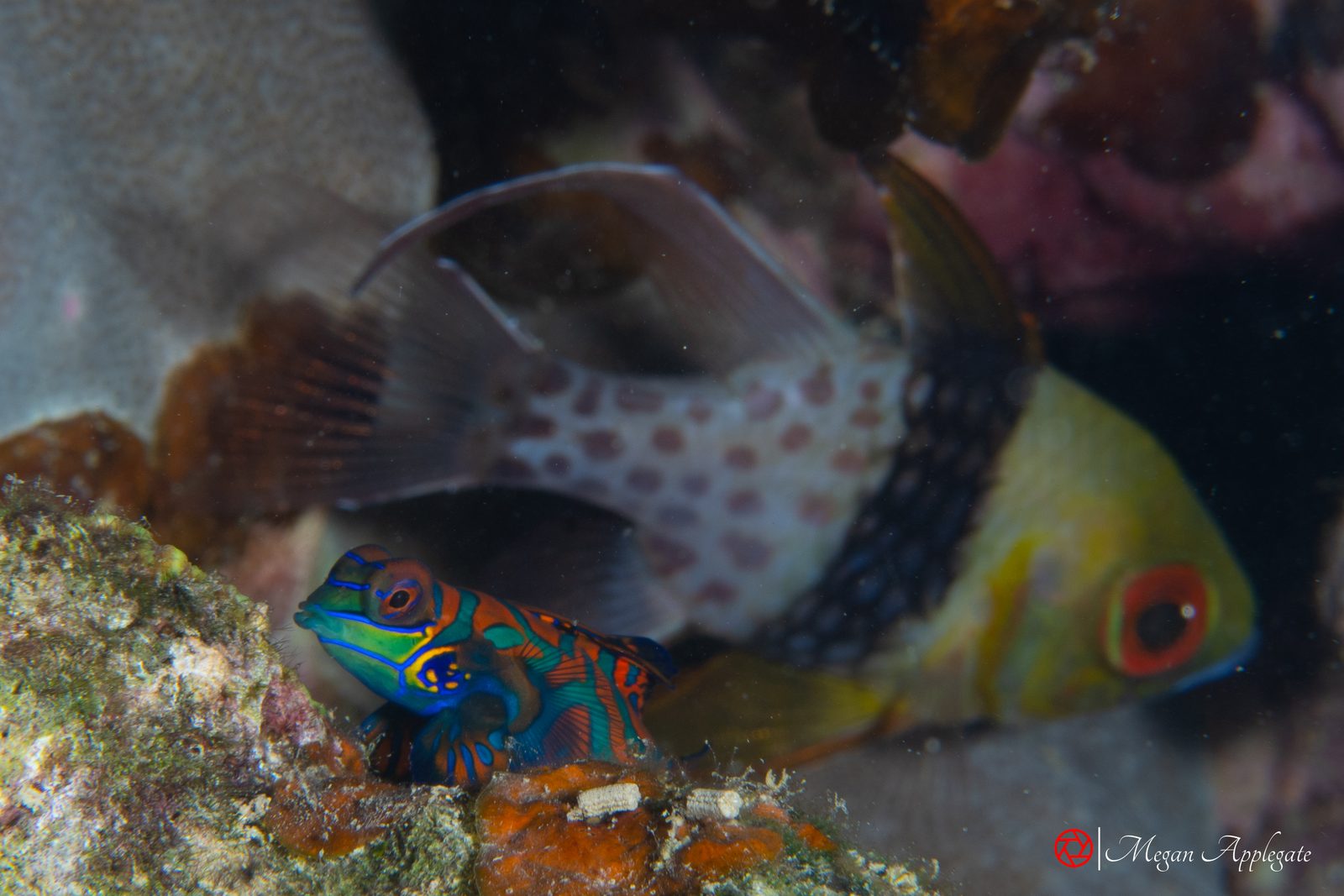 Mandarinfish (Synchiropus splendidus)