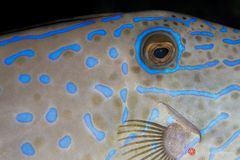Scrawled filefish (Aluterus scriptus)