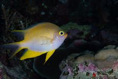 Golden damselfish (Amblyglyphidodon aureus)