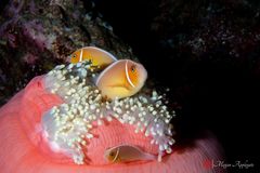 Pink anemonefish (Amphiprion perideraion)