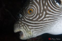 Reticulated pufferfish (Arothron reticularis)