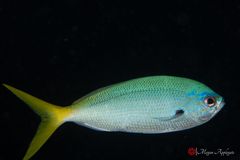 Redbelly yellowtail fusilier (Caesio cuning)