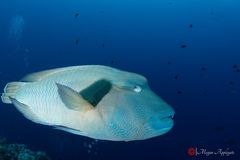 Humphead wrasse (Napoleon wrasse) (Cheilinus undulatus)