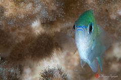 Blue-green chromis (Chromis viridis)