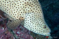 Humpback grouper (barramundi cod) (Cromileptes altivelis)