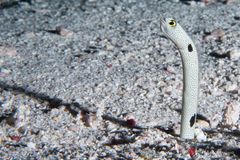 Spotted garden eel (Heteroconger hassi)