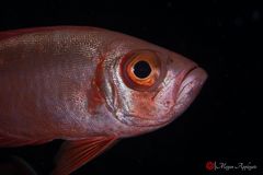 Glasseye (Heteropriacanthus cruentatus)