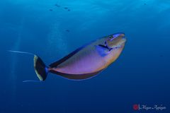 Bignose unicornfish (Naso vlamingii)