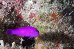 Magenta dottyback (Pictichromis porphyrea)
