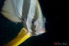 Longfin batfish (Platax teira)