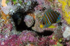 Regal angelfish (Pygoplites diacanthus)