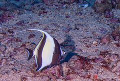 Moorish idol (Zanclus cornutus)