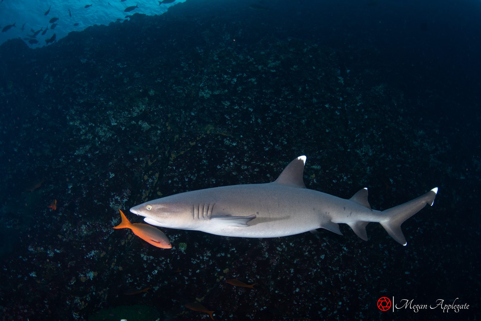 Whitetip reef shark (Triaenodon obesus)