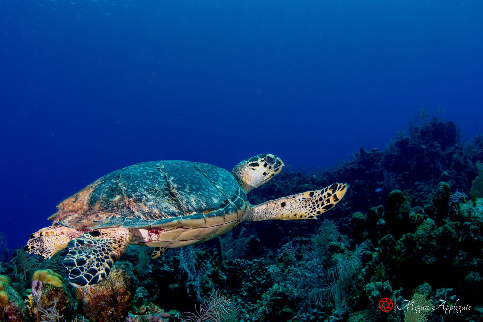 Hawksbill turtle (Eretmochelys imbricata)