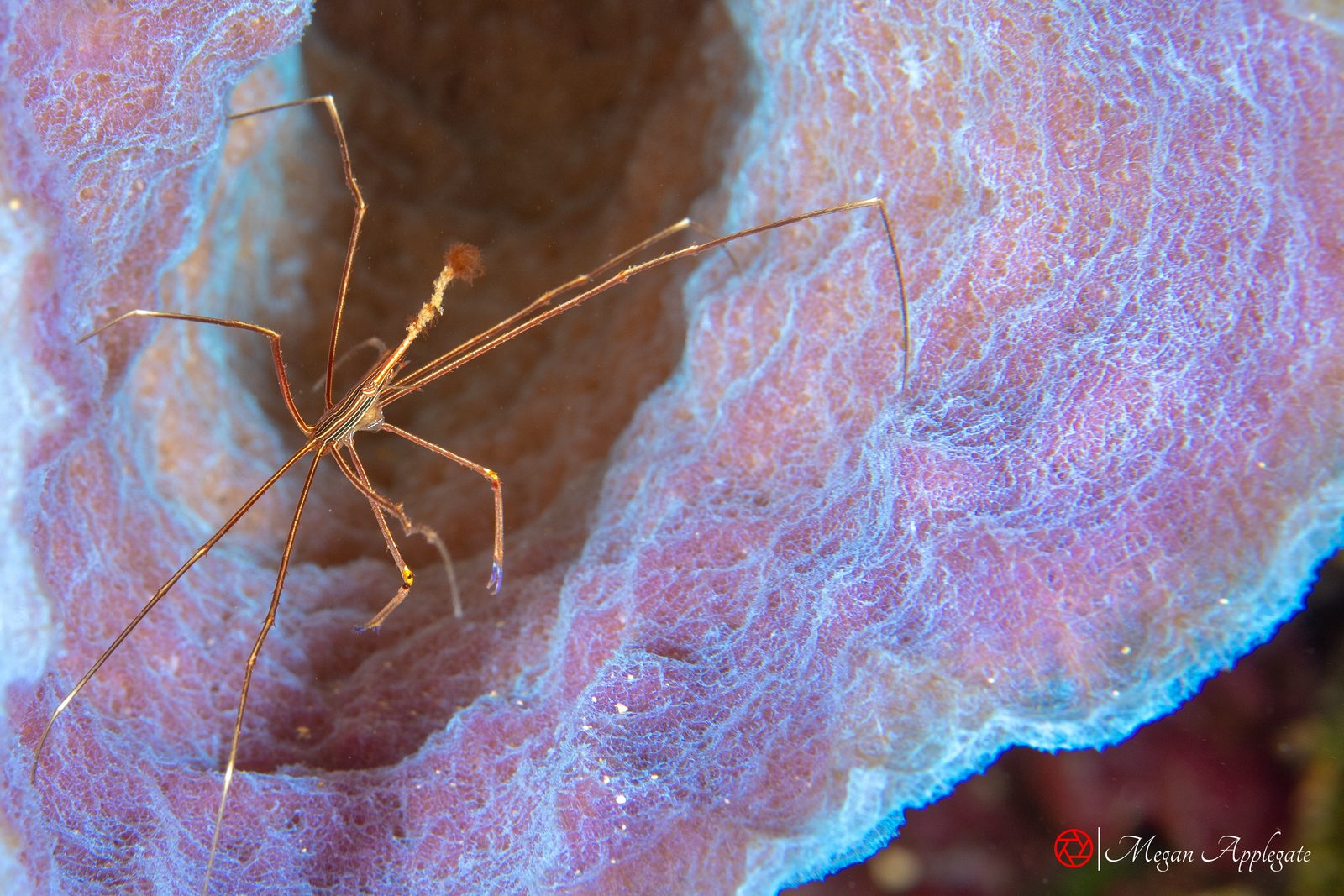 Yellowline arrow crab (Stenorhynchus seticornis)