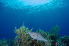 Scrawled filefish (Aluterus scriptus)