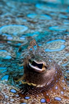 Peacock flounder (Bothus lunatus)