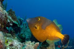Whitespotted filefish (Cantherhines macrocerus)