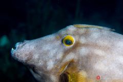 Orangespotted filefish (Cantherhines pullus)