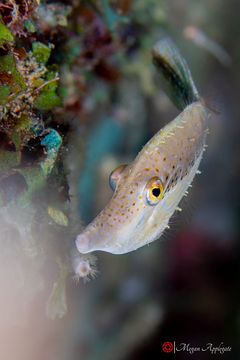 Sharpnose puffer (Canthigaster rostrata)