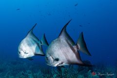 Atlantic spadefish (Chaetodipterus faber)